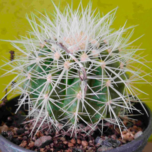 Echinocactus Grusoni T15